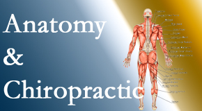 Lombardy Chiropractic Clinic confidently delivers chiropractic care based on knowledge of anatomy to diagnose and treat spine related pain.