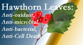 Lombardy Chiropractic Clinic shares new research regarding the flavonoids of the hawthorn tree leaves’ extract that are antioxidant, antibacterial, antimicrobial and anti-cell death.