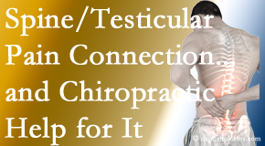 Lombardy Chiropractic Clinic explains recent research on the connection of testicular pain to the spine and how chiropractic care helps its relief.