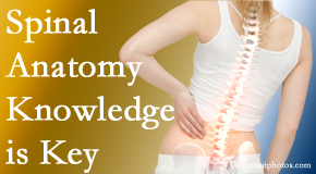 Lombardy Chiropractic Clinic knows spinal anatomy well – a benefit to everyday chiropractic practice!