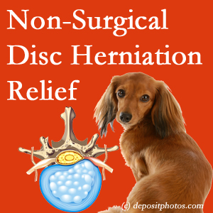 Often, the Augusta disc herniation treatment at Lombardy Chiropractic Clinic successfully relieves back pain for those with disc herniation. (Veterinarians treat dachshunds’ discs conservatively, too!) 
