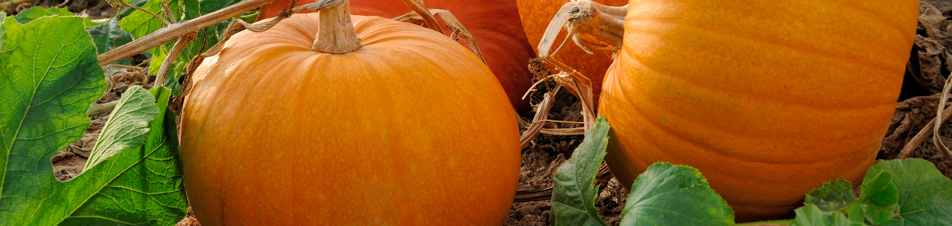 Augusta Pumpkin Leaves’ help for degenerated discs