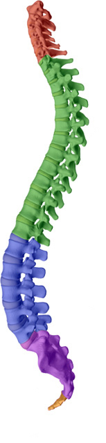 Lombardy Chiropractic Clinic aims to help maintain or attain a healthy spine with healthy discs with Augusta chiropractic care.