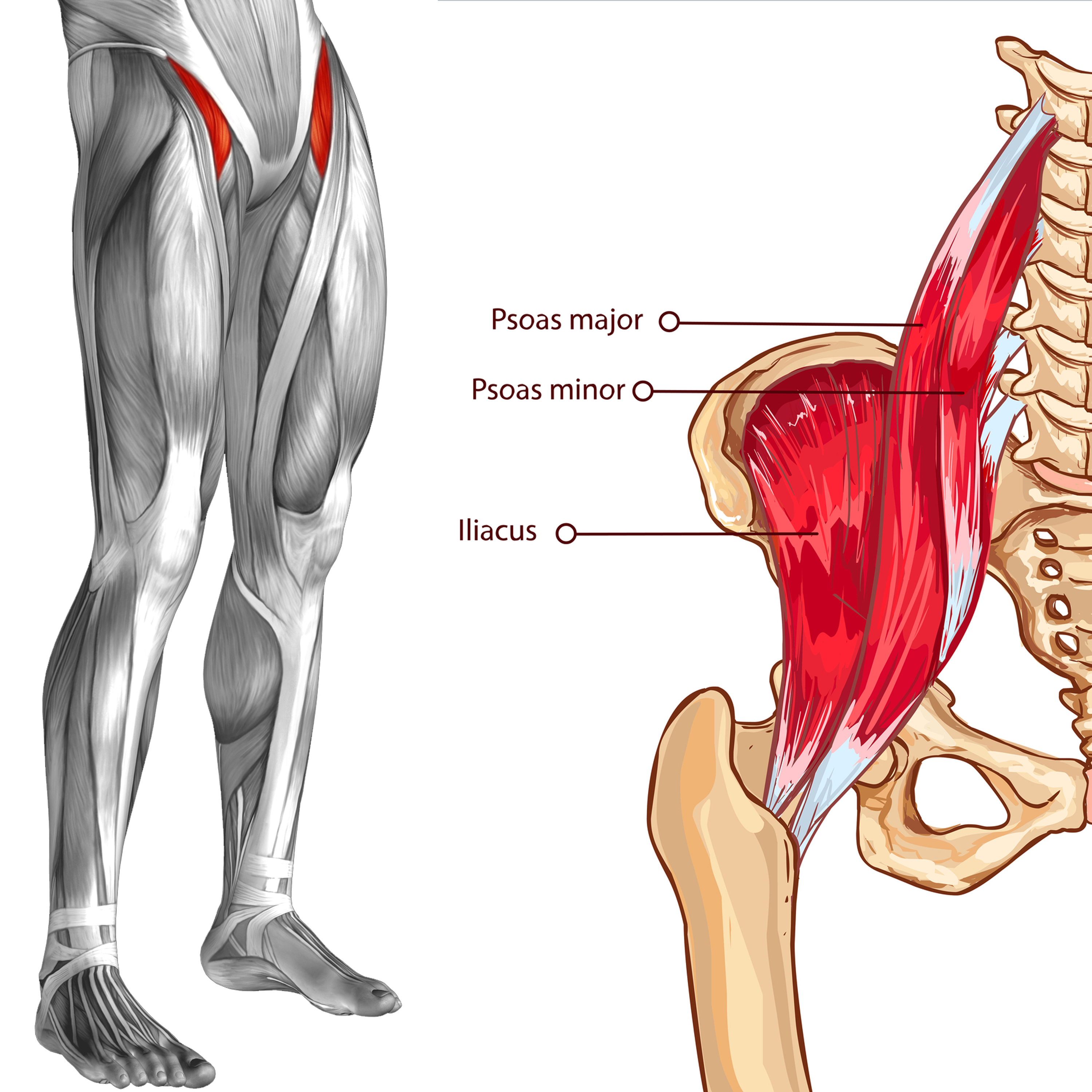 Iliopsoas Muscle and Back Pain Link and Exercise | Lombardy Chiropractic  Clinic